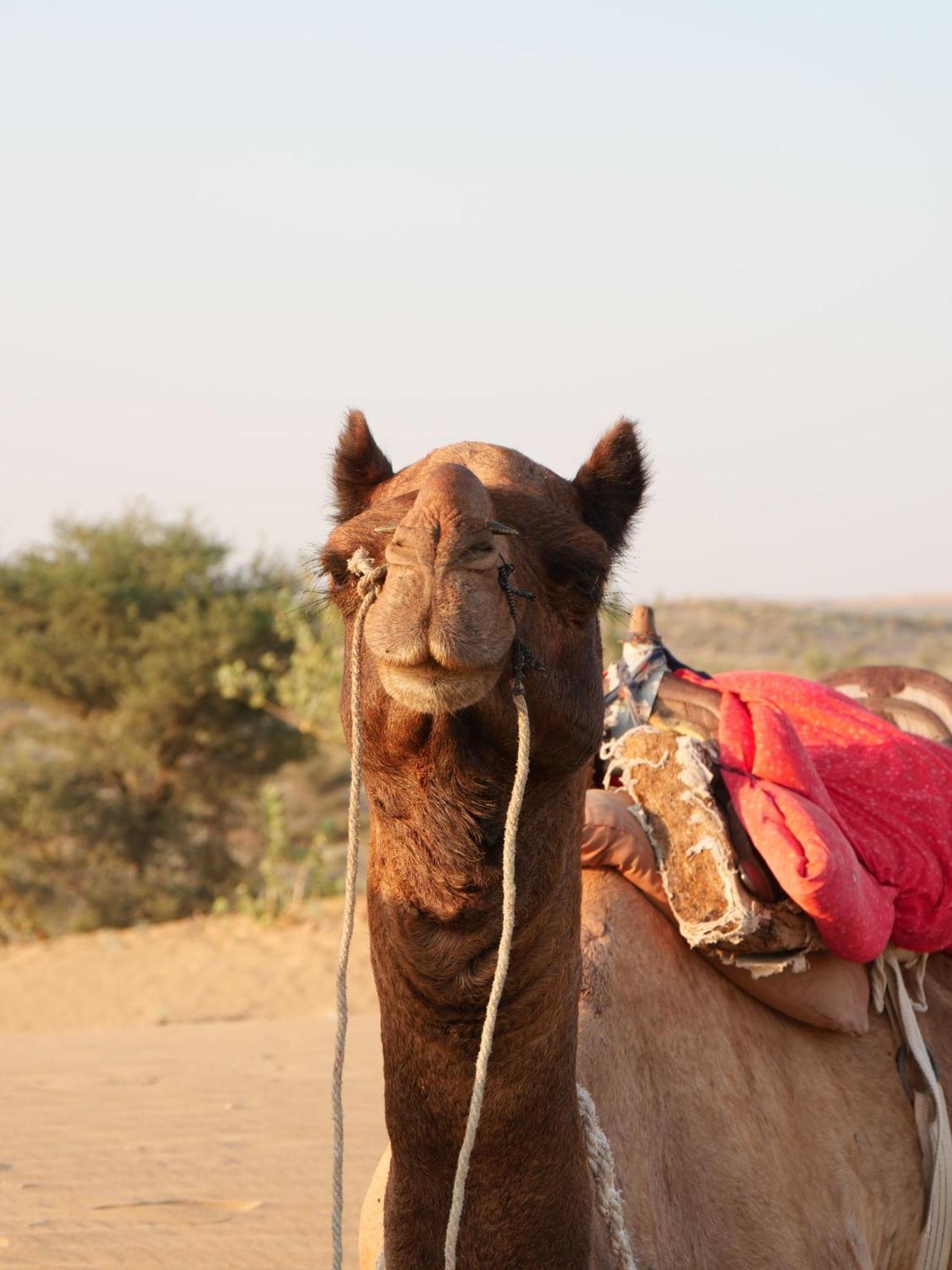 Ideal Guest House Jaisalmer Exterior foto